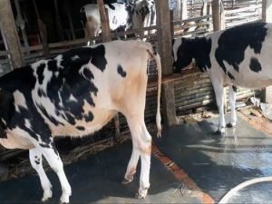 Two Friesian cow| ফ্রিজিয়ান জাতের বকনা বাছুর-১৪৬