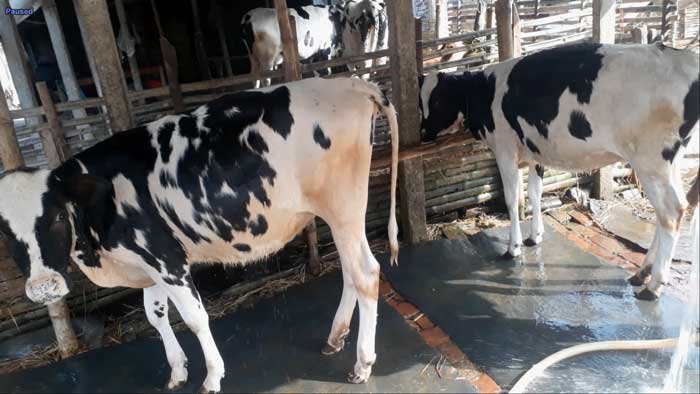 Two Friesian cow| ফ্রিজিয়ান জাতের বকনা বাছুর-১৪৬