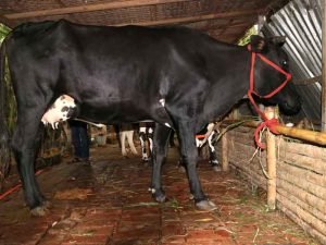 উন্নতমানের রাণী সংকর জাতের গাভী যার দুধের পরিমান ১৪-১৫ লিটার।