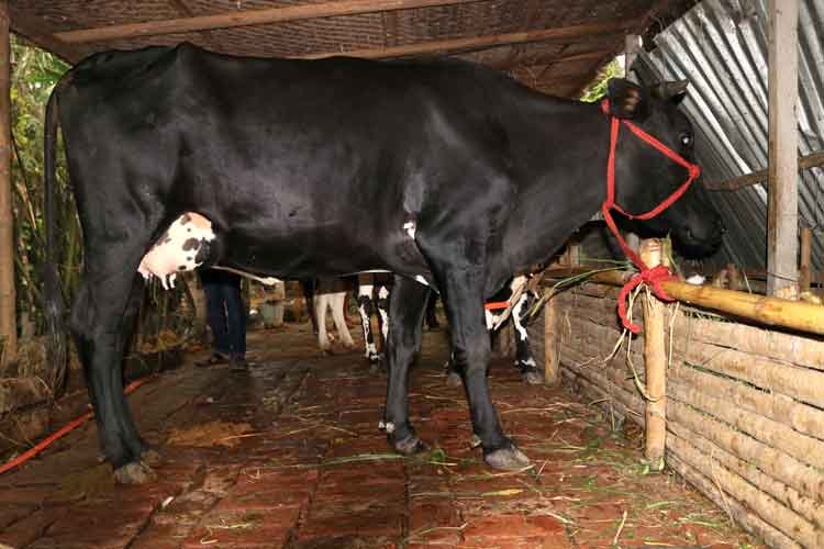 উন্নতমানের রাণী সংকর জাতের গাভী যার দুধের পরিমান ১৪-১৫ লিটার।