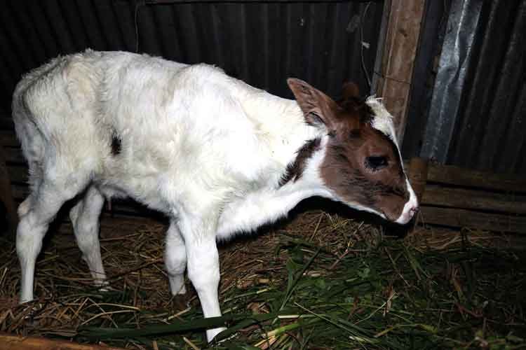 ফিজিয়ান জাতের গাভী