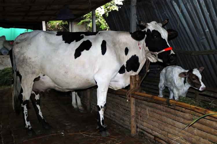 ফিজিয়ান জাতের গাভী