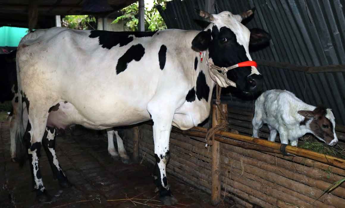 ফিজিয়ান জাতের গাভী