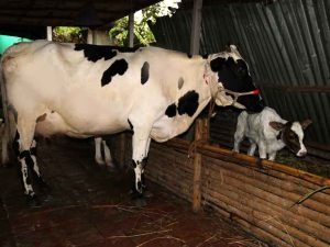 ফিজিয়ান জাতের গাভী