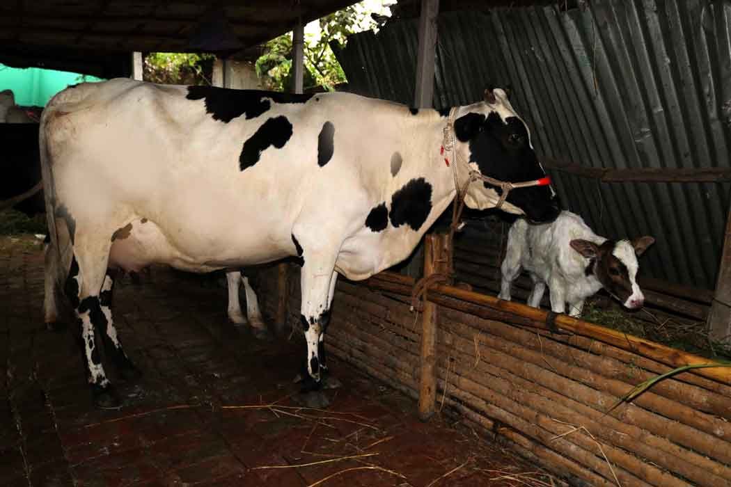 ফিজিয়ান জাতের গাভী