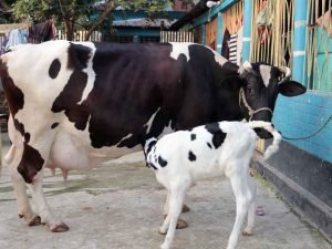 উন্নতমানের ফিজিয়ান জাতের গাভী যার দুধের