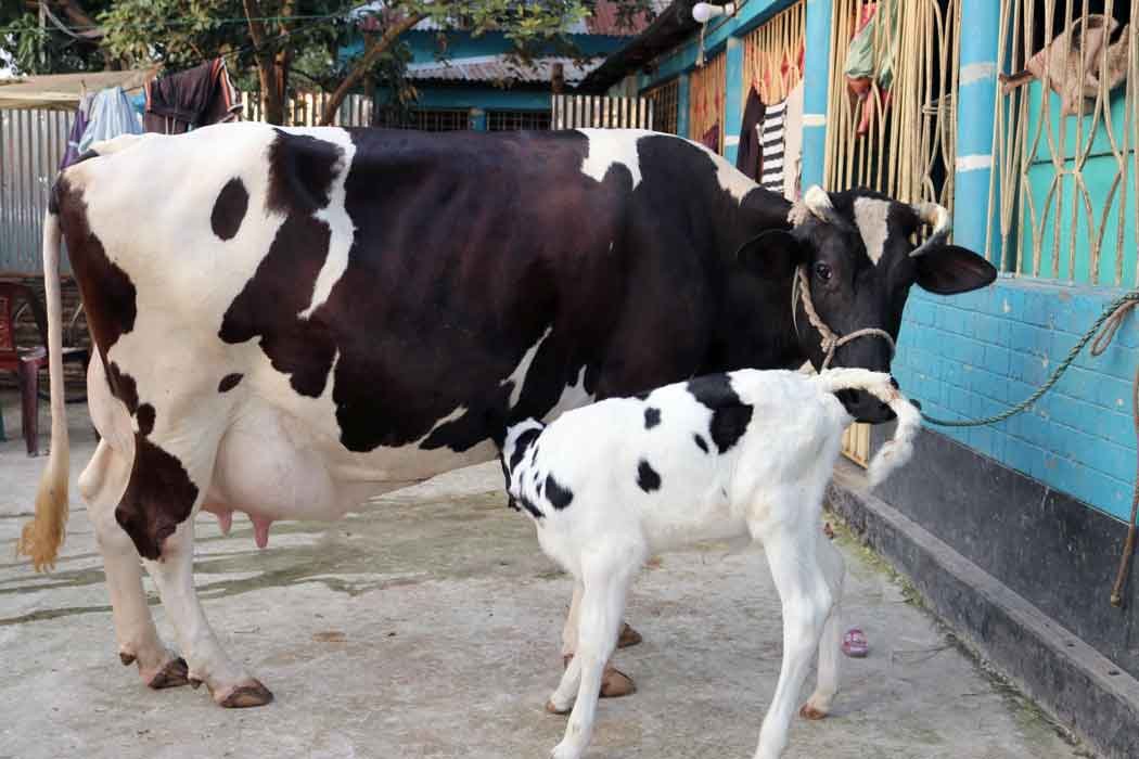 উন্নতমানের ফিজিয়ান জাতের গাভী যার দুধের
