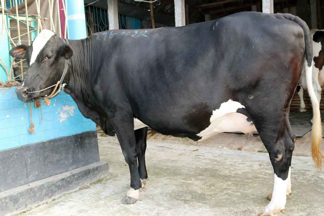 উন্নতমানের ফিজিয়ান মুন্জাডি তের গাভী