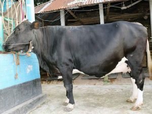 উন্নতমানের ফিজিয়ান মুন্ডী জাতের গাভীন যার দুধের পরিমান ২০-২২ লিটার