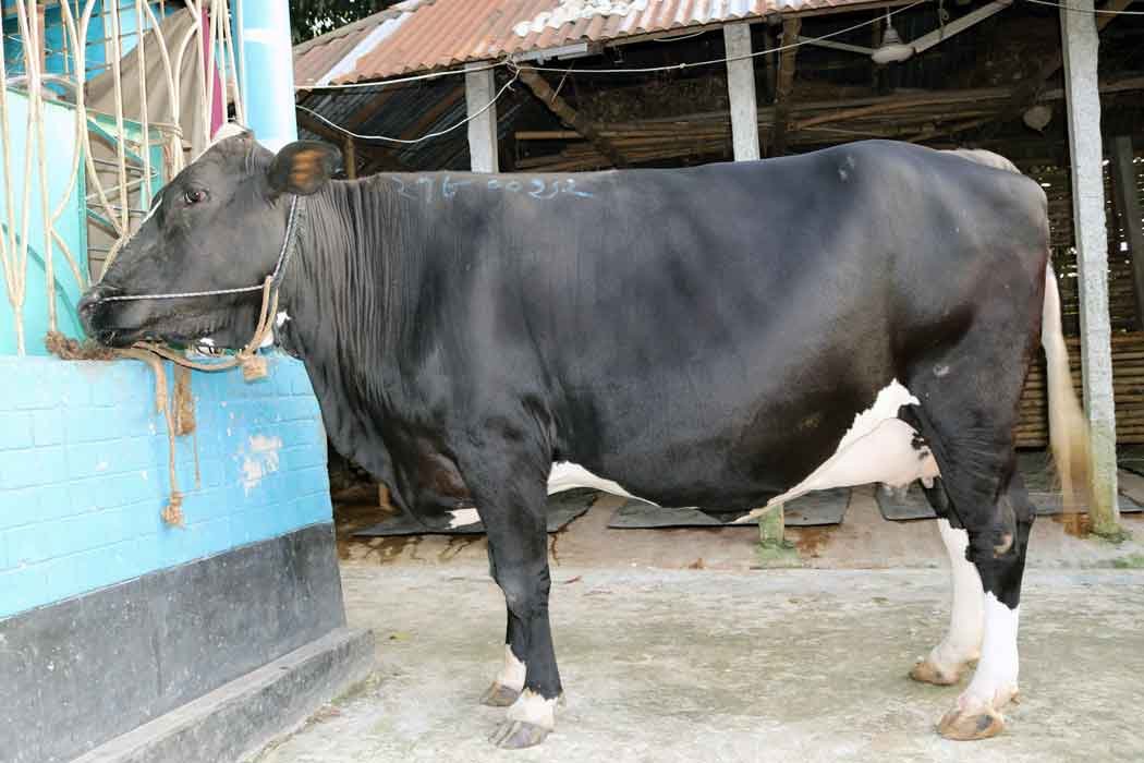উন্নতমানের ফিজিয়ান মুন্ডী জাতের গাভীন যার দুধের পরিমান ২০-২২ লিটার