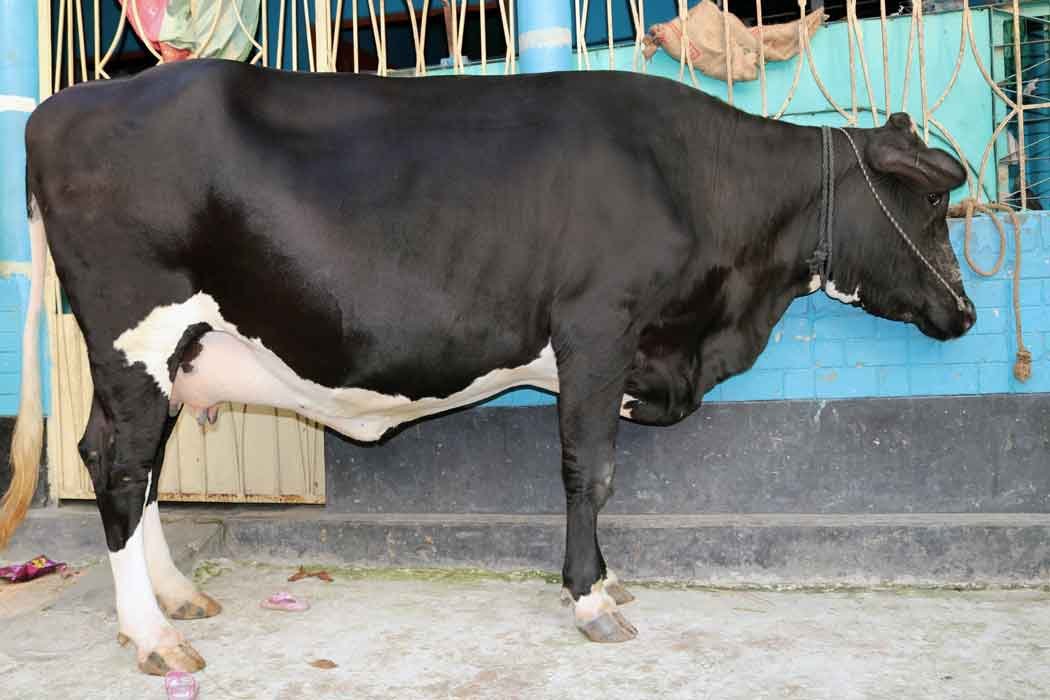 উন্নতমানের ফিজিয়ান মুন্জাডি তের গাভী