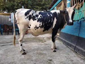 উন্নতমানের ফিজিয়ান জাতের বকনা ।