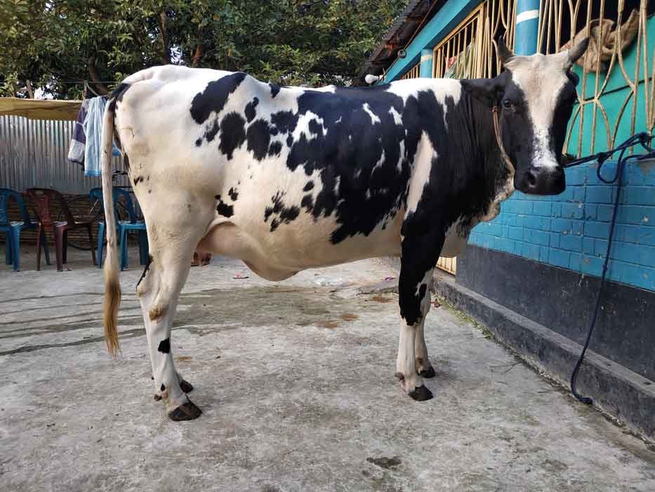 উন্নতমানের ফিজিয়ান জাতের বকনা ।