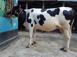 উন্নতমানের হলেষ্টিয়ান ফিজিয়ান জাতের বকনা গাভীন