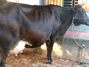 জার্সি গাভী