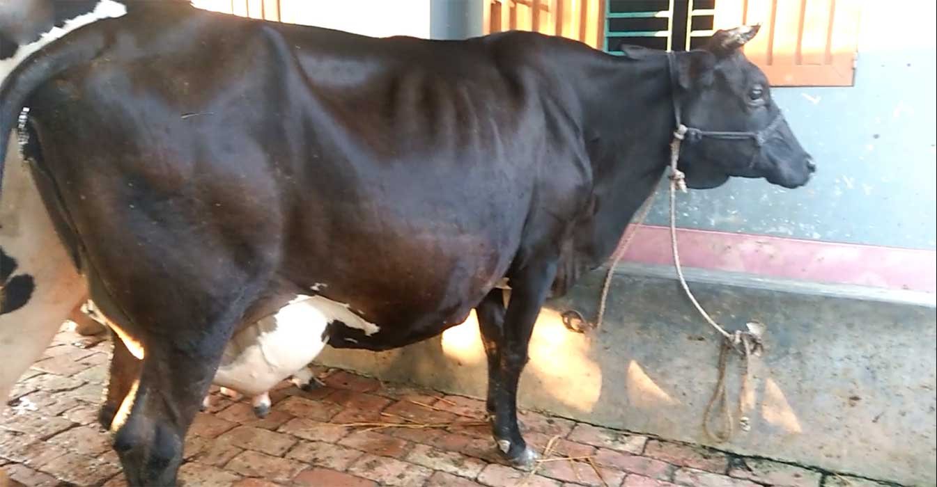 জার্সি গাভী