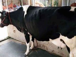 ফ্রিজিয়ান জাতের গাভী