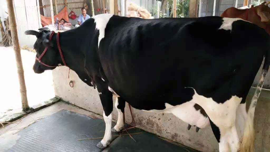 ফ্রিজিয়ান জাতের গাভী