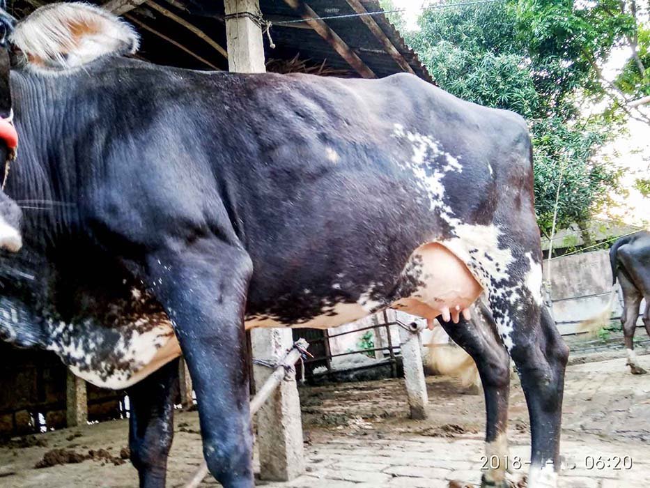 উন্নতমানের রানী সংকর জাতের গাভী যার দুধের পরিমান ১৪-১৫ লিটার