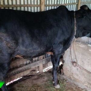 Deshi cow