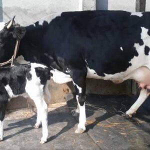 Holstein friesian cow
