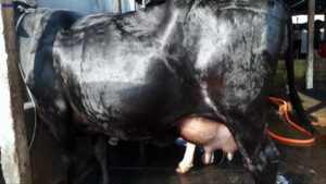 Dairy cow in bangladesh