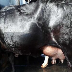 Dairy cow in bangladesh