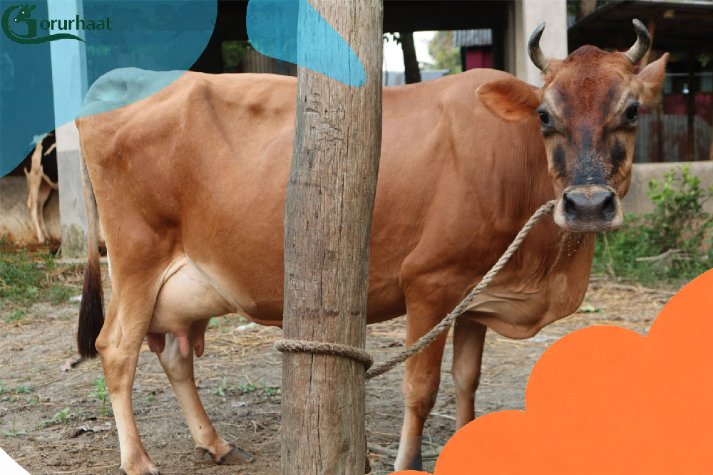 জার্সি গাভী