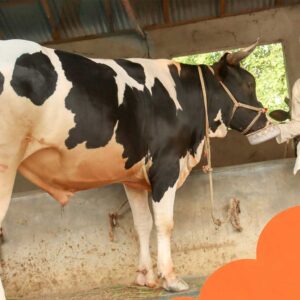 qurbanir cow 2026